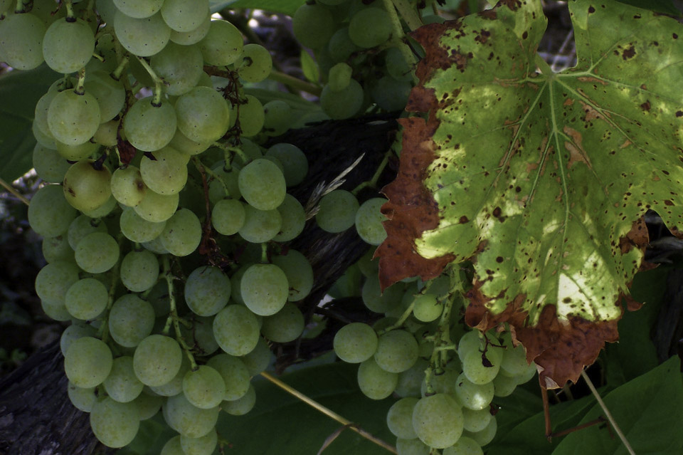 photo vignoble n°2
