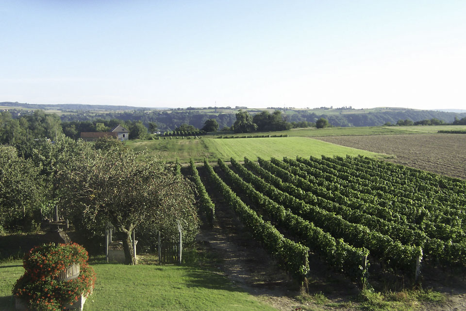 photo vignoble n°5